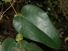 Smilax ocreata