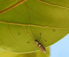 Olenecamptus bilobus