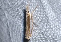 Crambus praefectellus