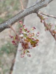 Ulmus americana