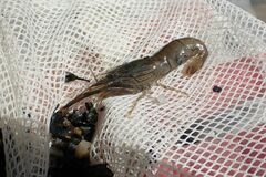 Macrobrachium japonicum