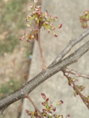 Ulmus americana