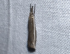 Raphiptera argillaceellus