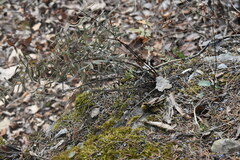 Pellaea atropurpurea