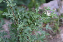 Podosphaera clandestina