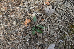 Penstemon tenuiflorus