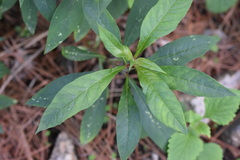 Lysimachia clethroides