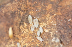 Platyarthrus hoffmannseggii