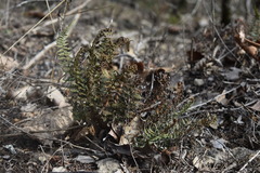 Myriopteris alabamensis