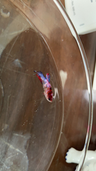 Betta splendens