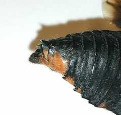 Cryptotympana mandarina