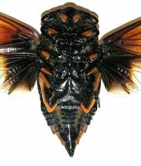 Cryptotympana mandarina