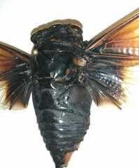 Cryptotympana mandarina