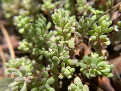 Sedum pusillum