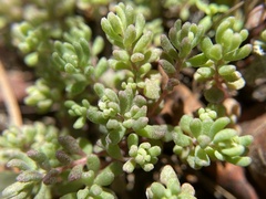 Sedum pusillum