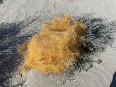 Cuscuta psorothamnensis