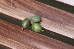 Elaeocarpus duclouxii