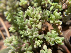 Sedum pusillum