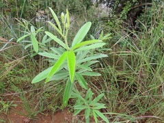 Eriosema psoraleoides