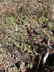 Sedum pusillum
