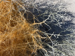 Cuscuta psorothamnensis