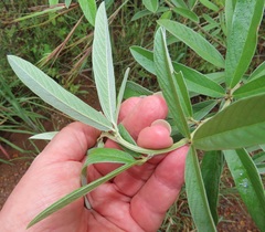 Eriosema psoraleoides