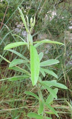 Eriosema psoraleoides