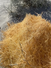 Cuscuta psorothamnensis