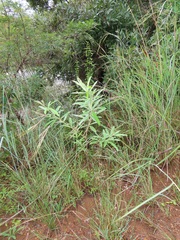 Eriosema psoraleoides