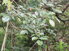 Dalbergia obovata