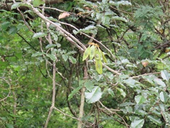 Dalbergia obovata