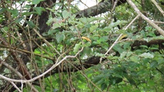 Dalbergia obovata