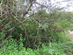 Dalbergia obovata