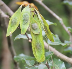 Dalbergia obovata