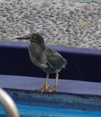 Butorides striata sundevalli