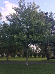 Acer rubrum