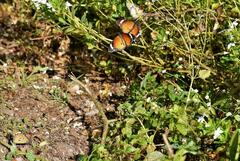 Danaus chrysippus
