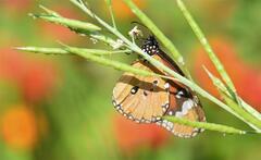 Danaus chrysippus