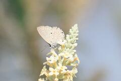 Luthrodes pandava