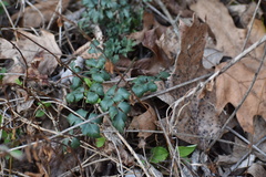 Thaspium chapmanii