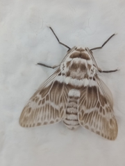 Podalia