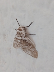 Podalia