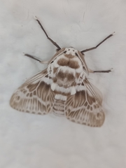 Podalia