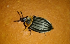 Oxelytrum discicolle