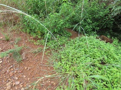 Hyperthelia dissoluta