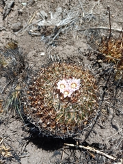 Echinofossulocactus