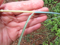 Hyperthelia dissoluta