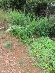 Hyperthelia dissoluta