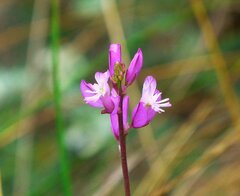 Polygala cretacea