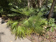 Livistona decora
